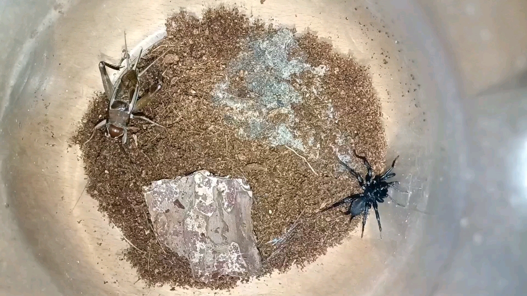 触形大疣蛛vs两广斗蟋(打不太起来,烂片)