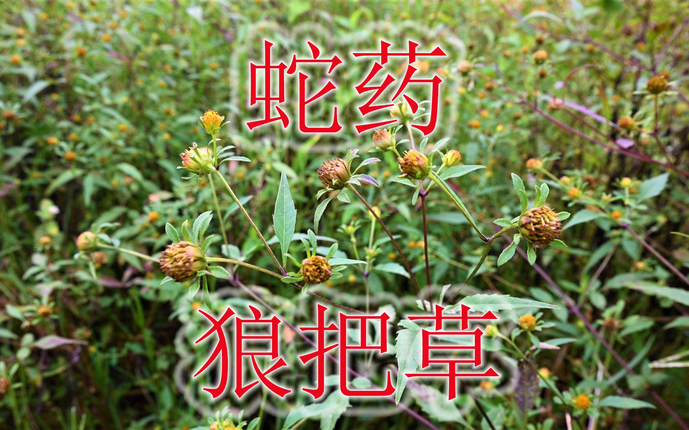 常见植物“大狼把草”是蛇药,长得似“鬼针草”,有哪些用途呢?哔哩哔哩bilibili