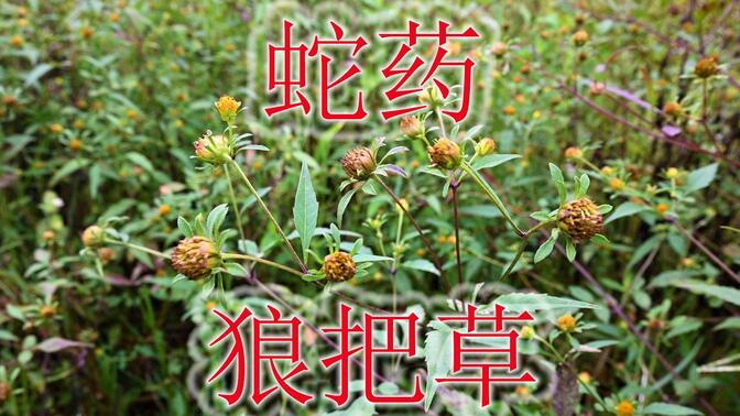 常见植物"大狼把草"是蛇药,长得似"鬼针草",有哪些用途呢?