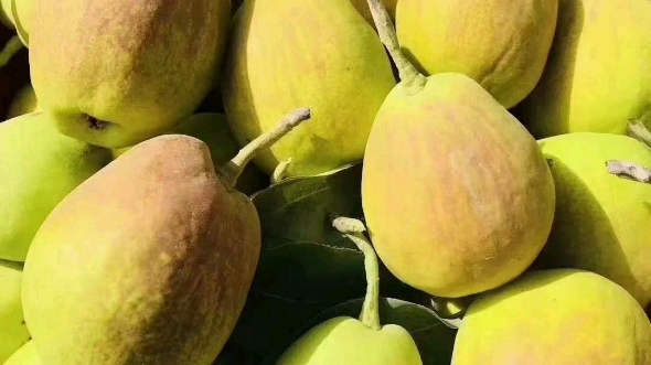 [图]记录瓜果飘香的季节