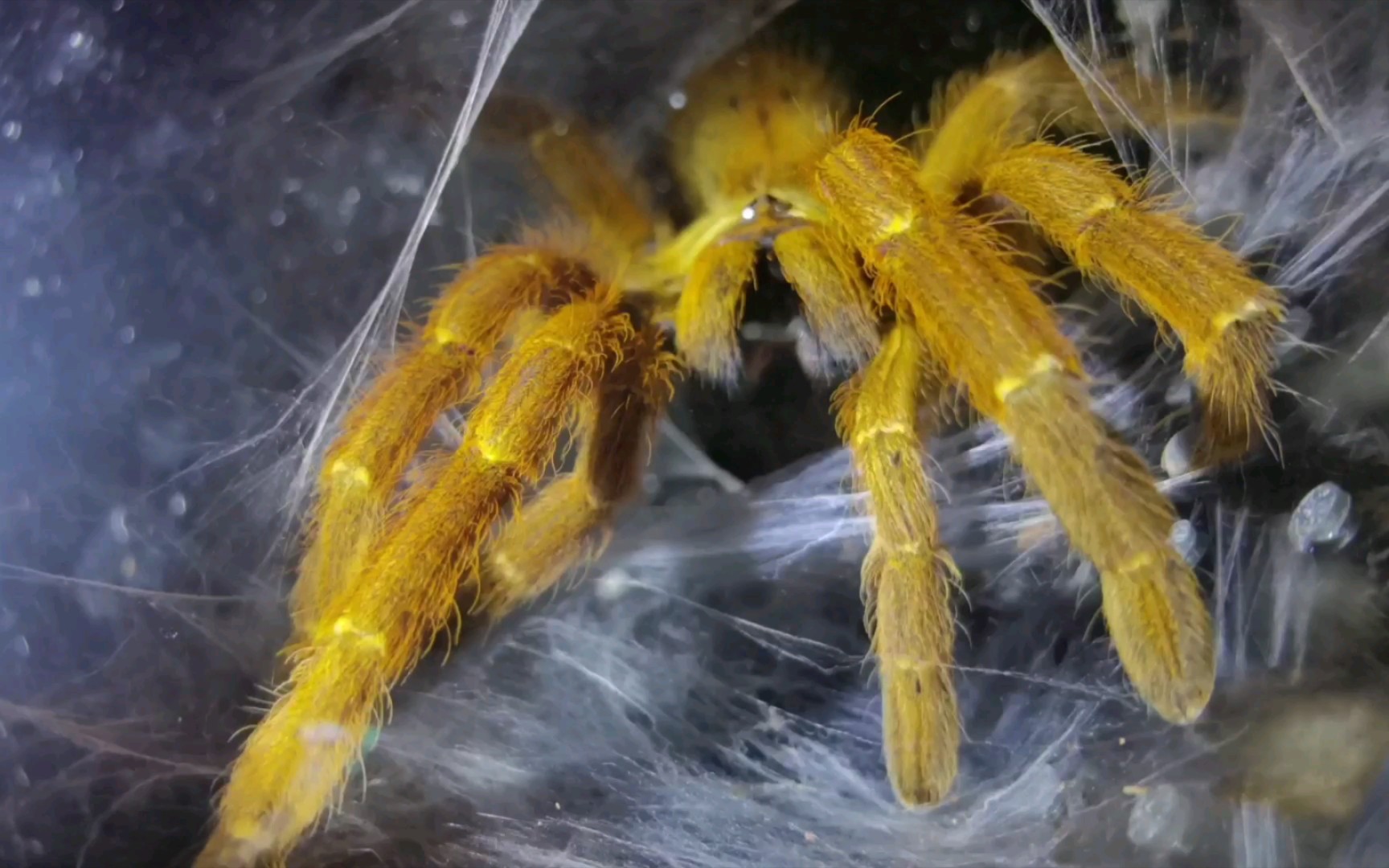 捕鸟蛛换了新盒子的c8依旧暴躁