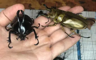 甲虫标本制作 搜索结果 哔哩哔哩 Bilibili