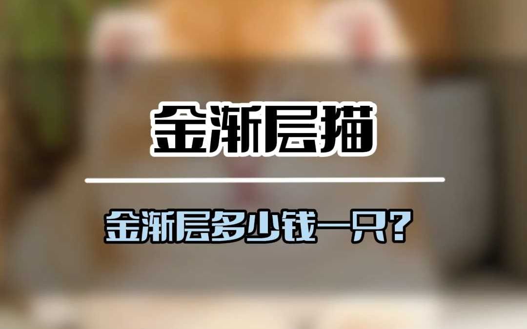 这些金渐层猫的价格你都清楚吗?哔哩哔哩bilibili