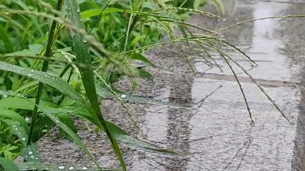 雨中那棵骄傲的小草!