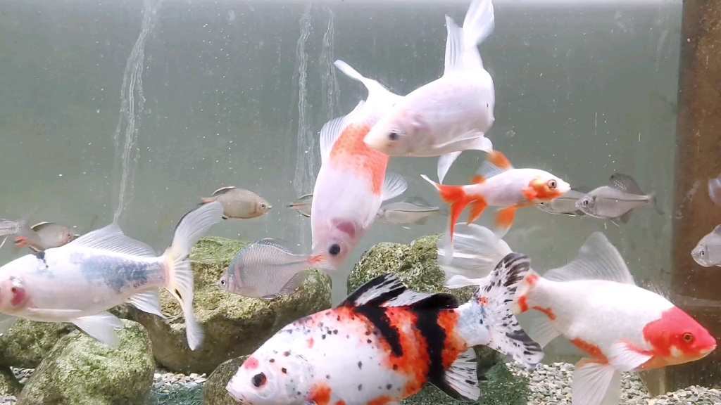 原生鱼混养一些草金鱼