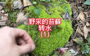 Download Video: 野采的苔藓转水方式