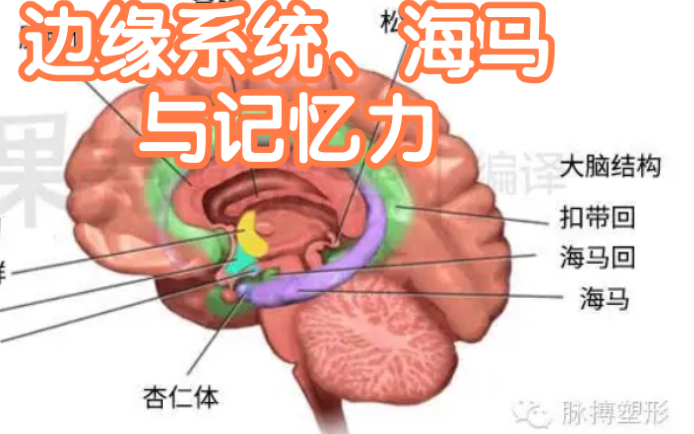 为什么会遗忘?记忆力与哪些脑区关系密切?海马和边缘系统来告诉你答案!哔哩哔哩bilibili