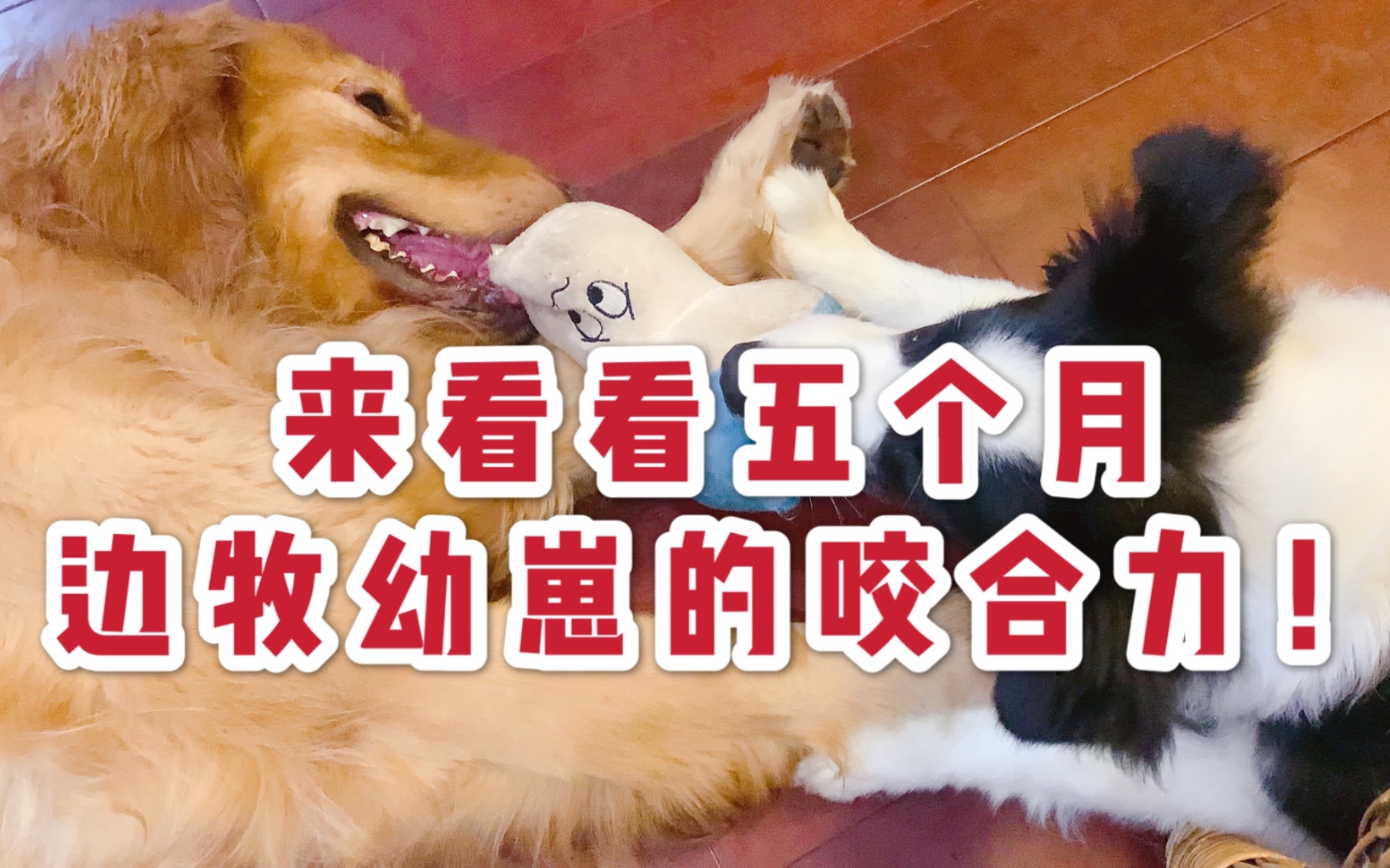 来看看五个月小边牧惊人的咬合力金毛我太难了