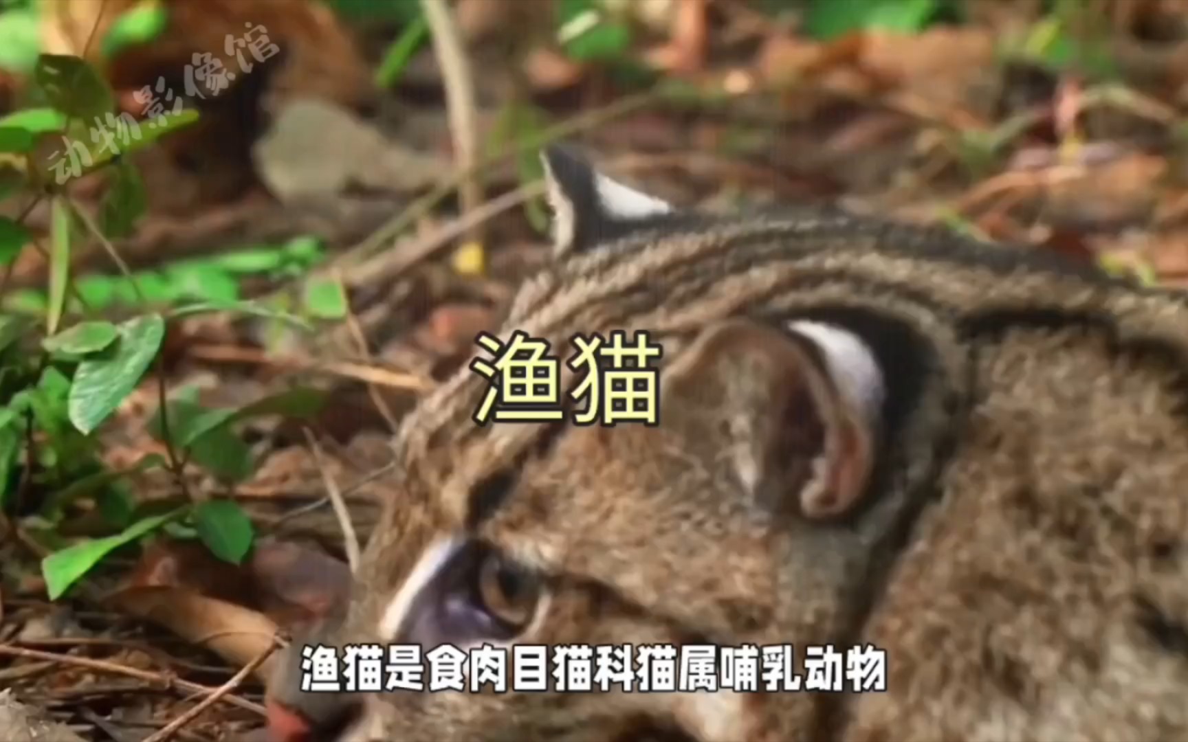 渔猫:我是一只会抓鱼的猫哔哩哔哩bilibili