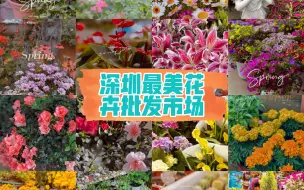 Download Video: 深圳最哪里买花和绿植最美多最便宜？进来看看你就知道 ｜摄影师的日常随手拍