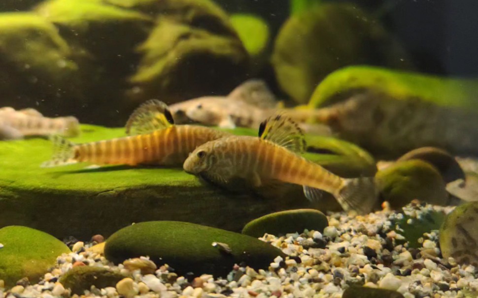 中国原生鱼长汀吸鳅