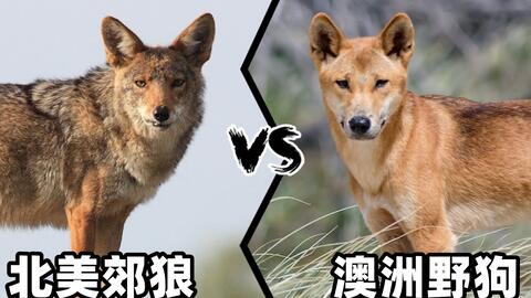 北美郊狼vs澳洲野狗 如果这两种野兽正面硬肛 谁会笑到最后 哔哩哔哩