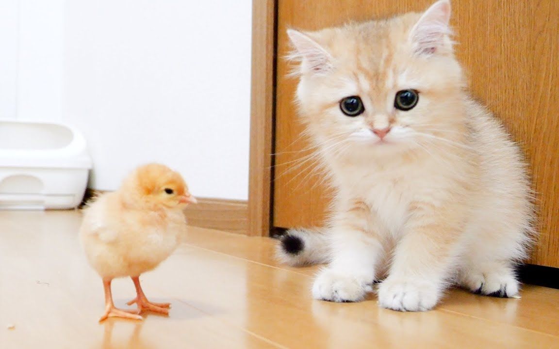 【像猫咪一样生活】小猫宝宝和小鸡崽的初相遇