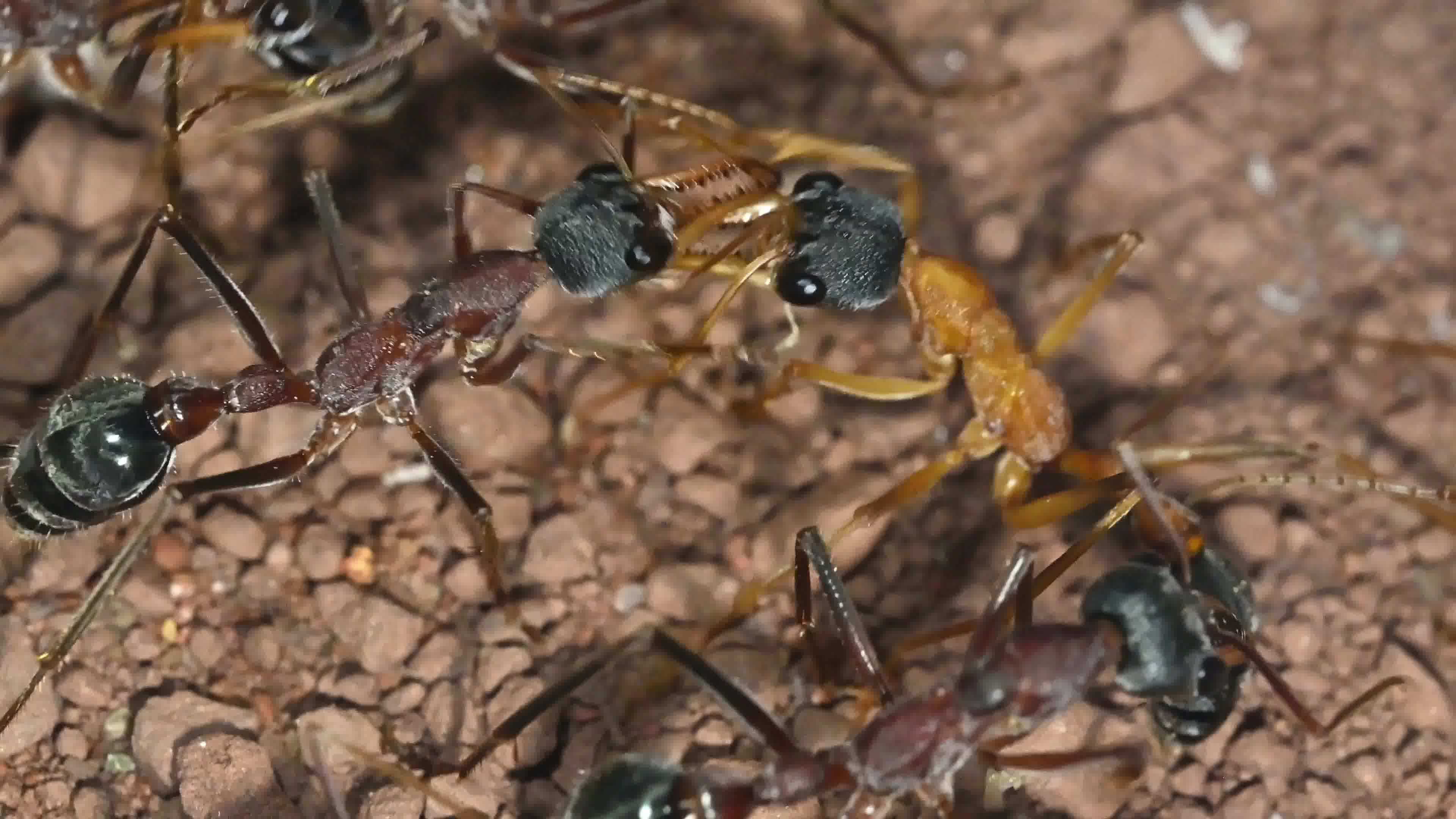 【4k】「黑头牛蚁」姐姐们迎接新生的妹妹_哔哩哔哩_bilibili