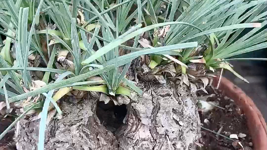 实生块根 胡克酒瓶兰 天然空洞 阳台 多肉园艺绿植盆栽 一物一拍 淘宝