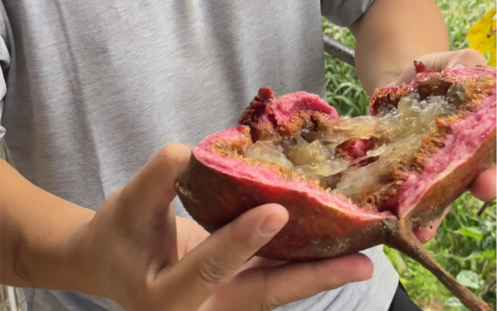 云南野生果冻无花果,你吃过吗?