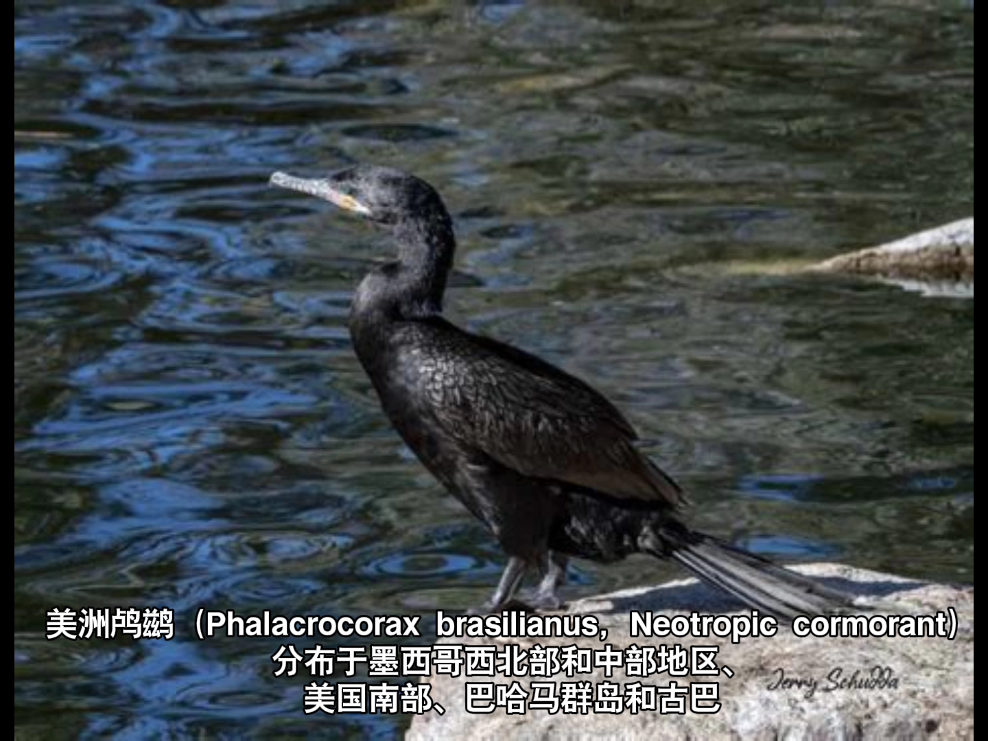 [图]野生动物 盘点世界所有鸬鹚种类