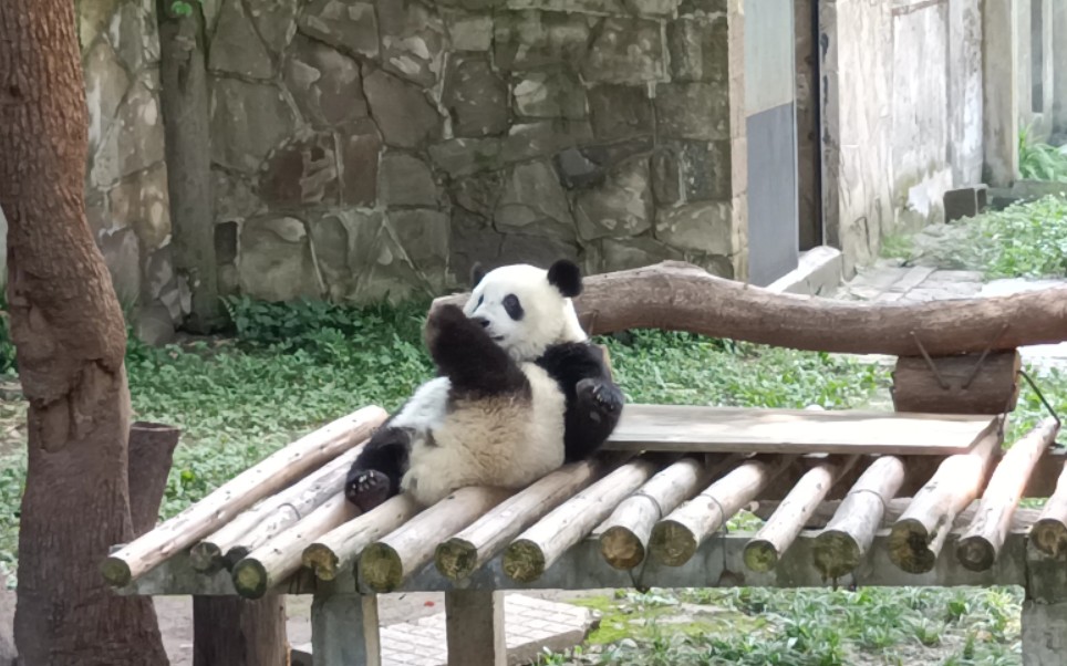 重庆动物园,终于看见大熊猫啦!哔哩哔哩bilibili