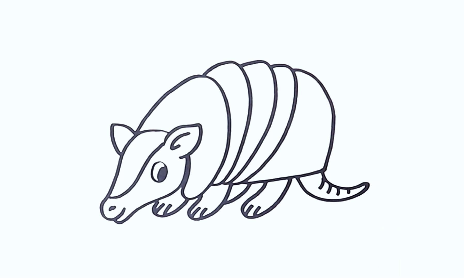 今天我们来画一只犰狳!