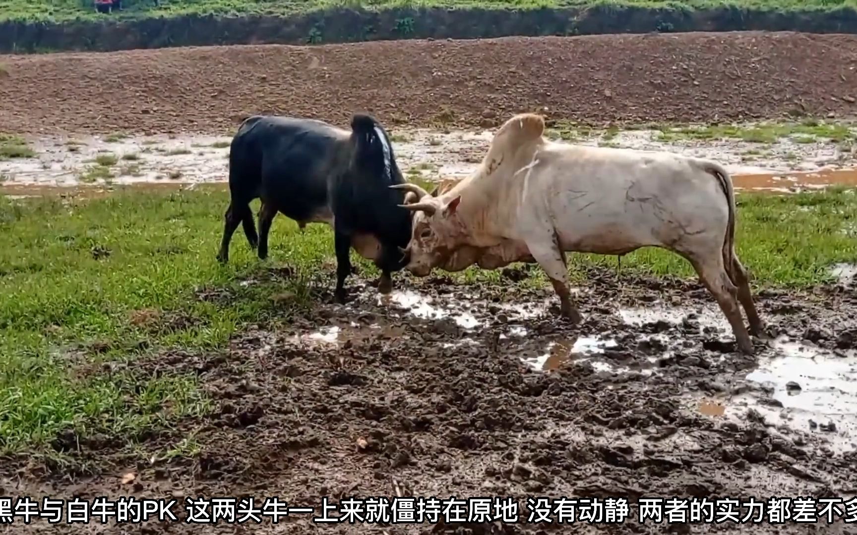 黑牛vs大白牛,这两头强壮的牛撞起来还真的是用全力,都不留手