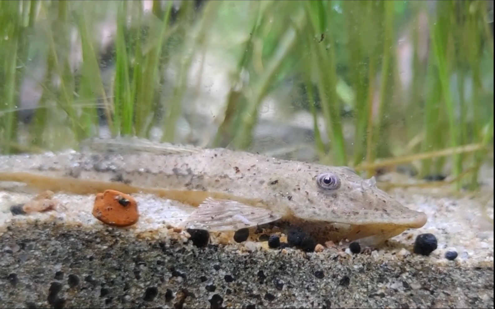 【自己的缸】豪氏真甲鲶,喂食时无动于衷的特化型直升机