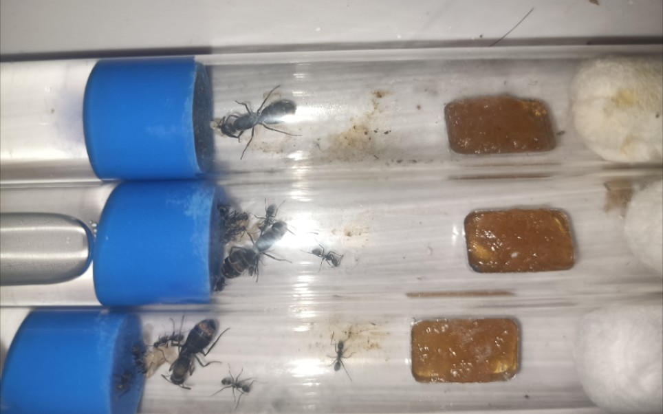 拟哀弓背蚁出工