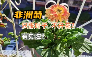 Video herunterladen: 非洲菊只张叶子不开花？有办法！