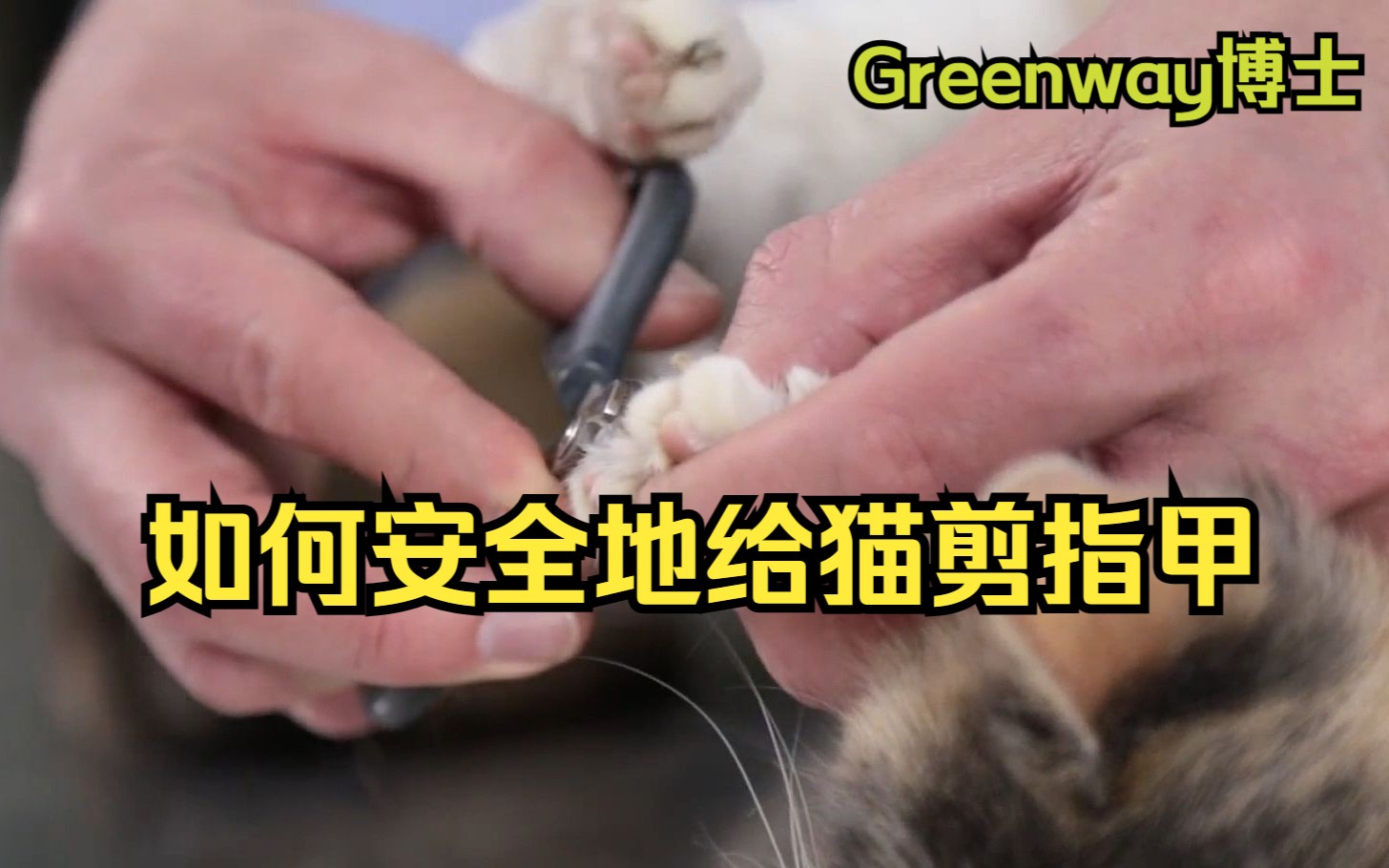 3分钟学会安全地给猫剪指甲,如何做到让猫配合,铲屎官马上学起来!哔哩哔哩bilibili