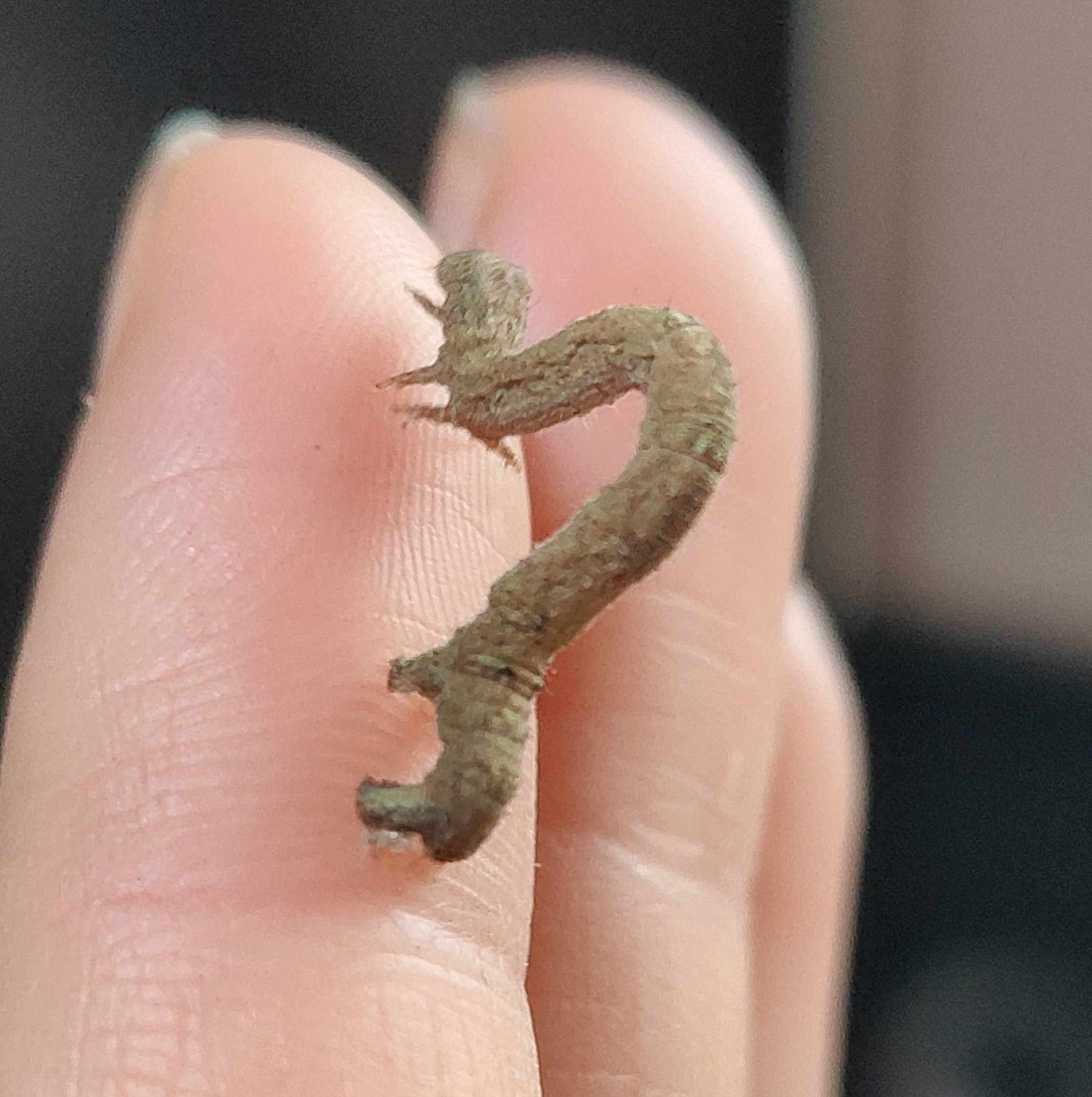 现在的尺蠖长得像一坨干🐶屎