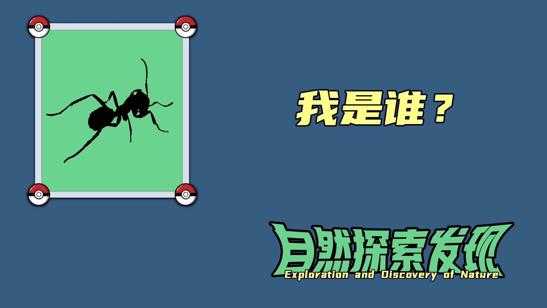 【自然探索发现】探索大自然 发现动植物 猎奇探索发现 小血红林蚁 未