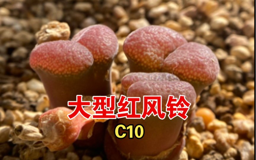 一颗才蜕皮的大型红风铃c10