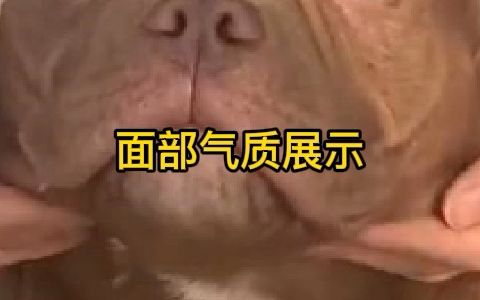 三只性价比不错的特体恶霸犬推荐 不是微体牛串恶霸犬 也不是美国恶霸犬 但是是整体结构,品相,父母,价格综合 不错的特体恶霸犬 如果日常生活想买一只...