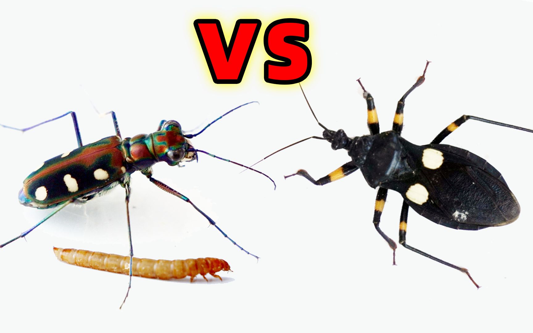 虎甲vs刺客虫和面包虫,结果会怎样?_哔哩哔哩_bilibili