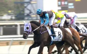 Скачать видео: 【2023香港经典杯4YO-新力高升】[香港赛马]2023.2.26沙田R9千八米-何泽尧-苏伟贤 四岁赛事第二关，何泽尧延续胜势！