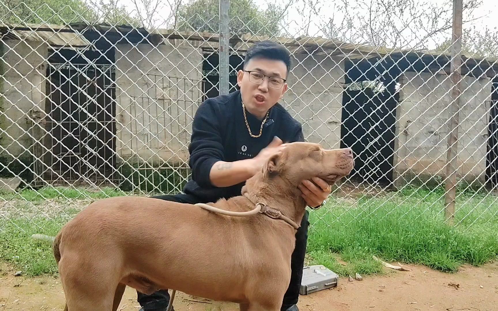 斗犬比特被狠心扎针,会不会暴怒咬主人