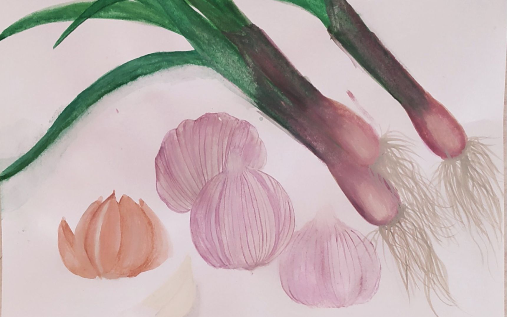 手绘草本中药《大蒜》