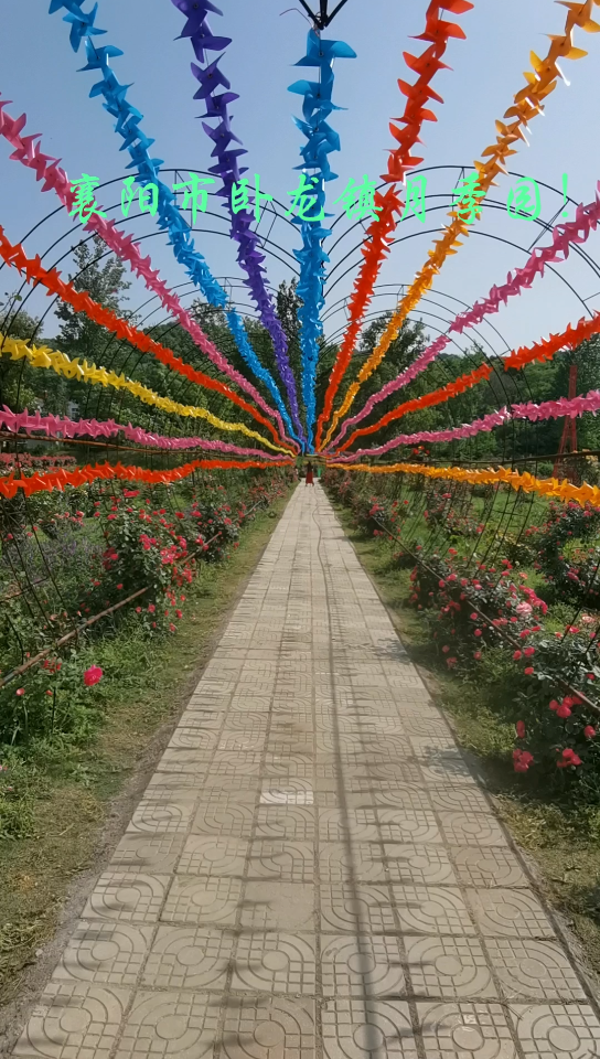 襄阳市卧龙镇月季园好美!_哔哩哔哩 (゜-゜)つロ 干杯~-bilibili