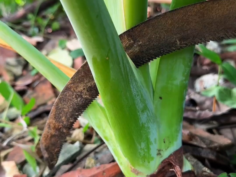 白芋宽粉图片