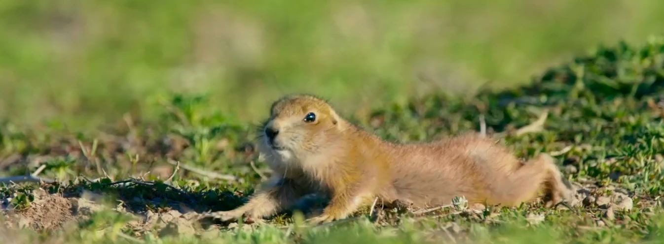活动作品可爱的草原犬鼠