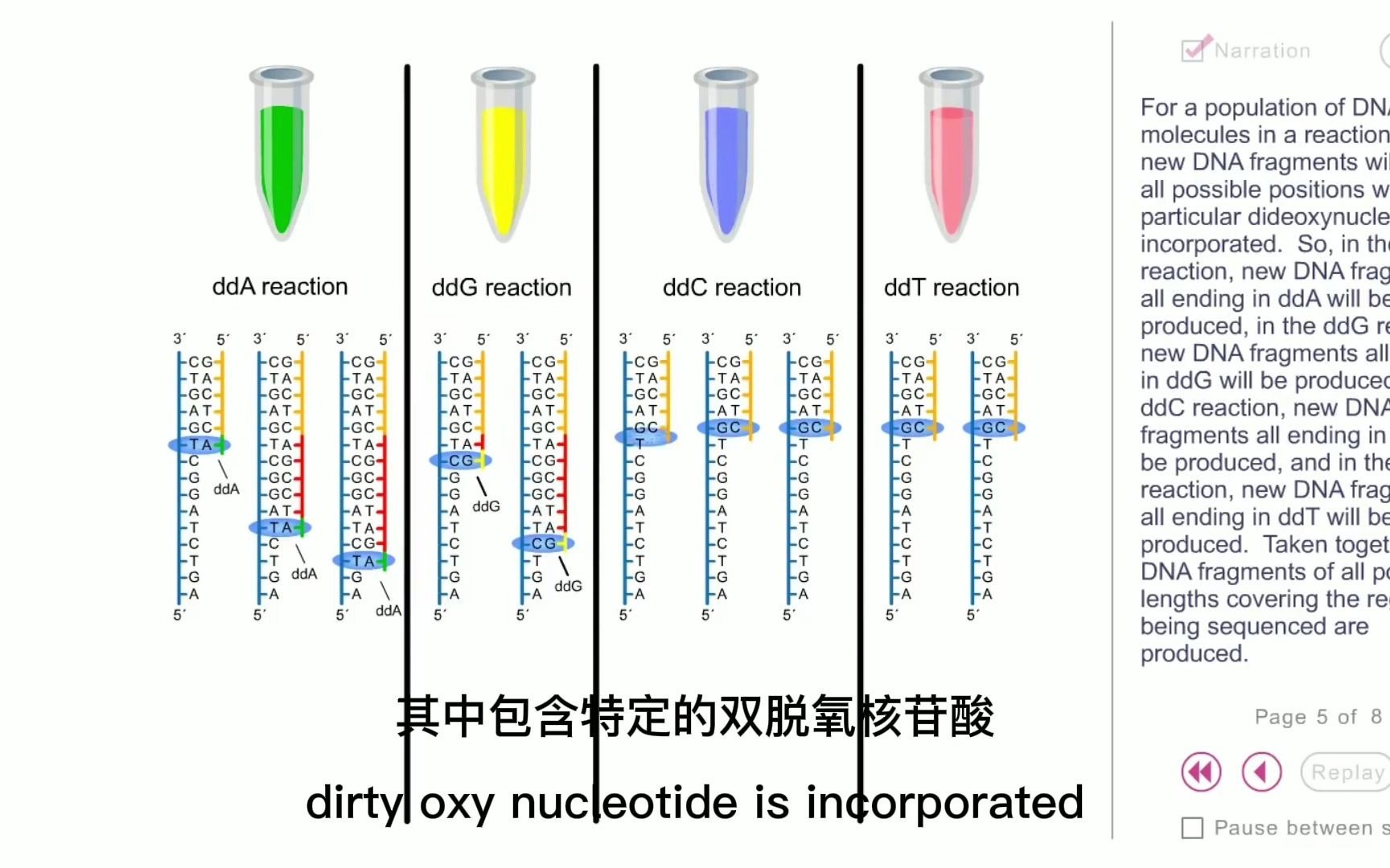 Sanger法,双脱氧测序法(The Sanger method,or dideoxy sequencing)哔哩哔哩bilibili