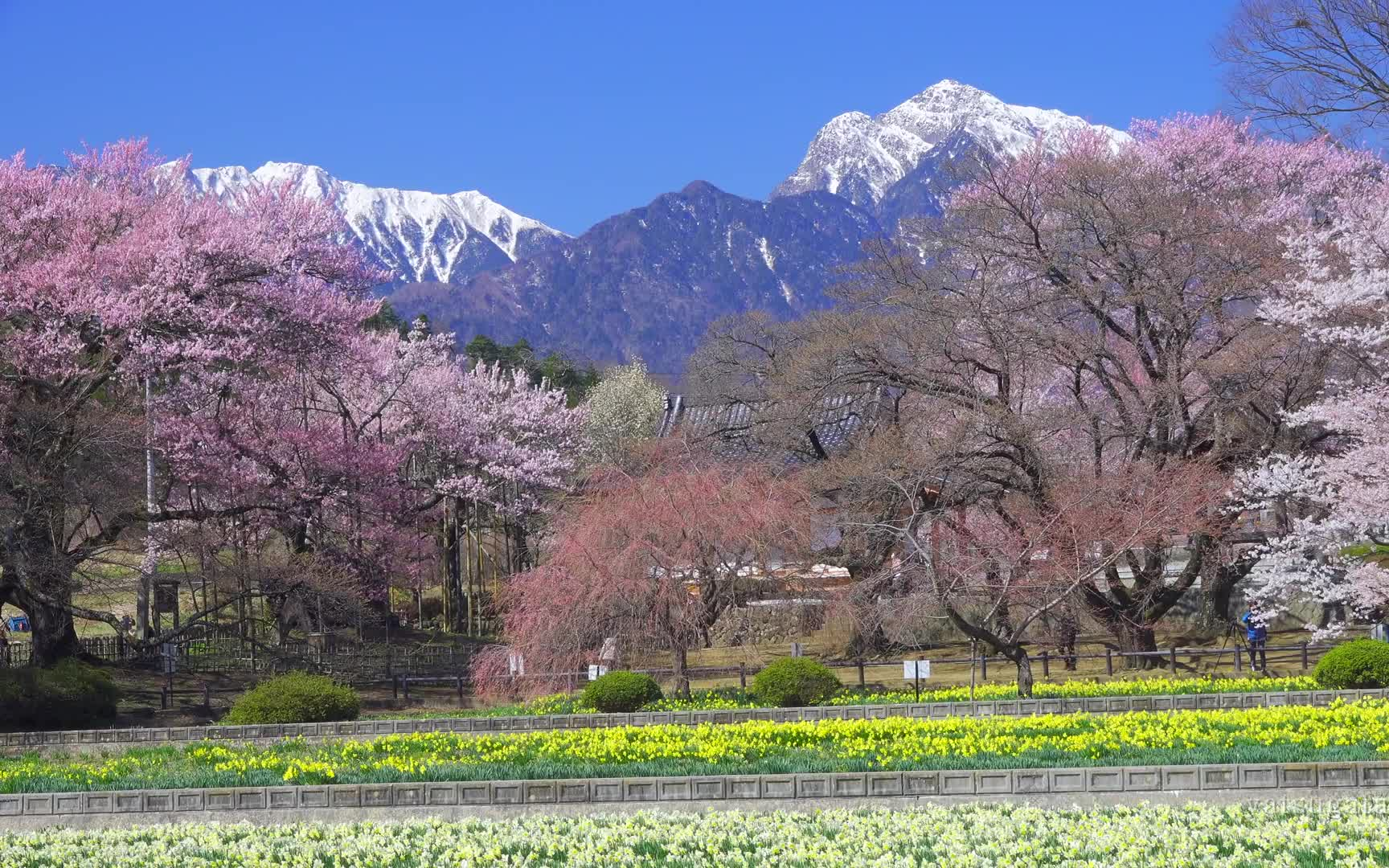樱花绝景|实相寺的山高神代樱盛开篇|山梨县北杜市赏花|自然音治愈