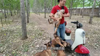 下载视频: 485-今天是我养马犬十周年