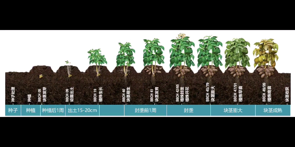 马铃薯生长物候期_哔哩哔哩_bilibili