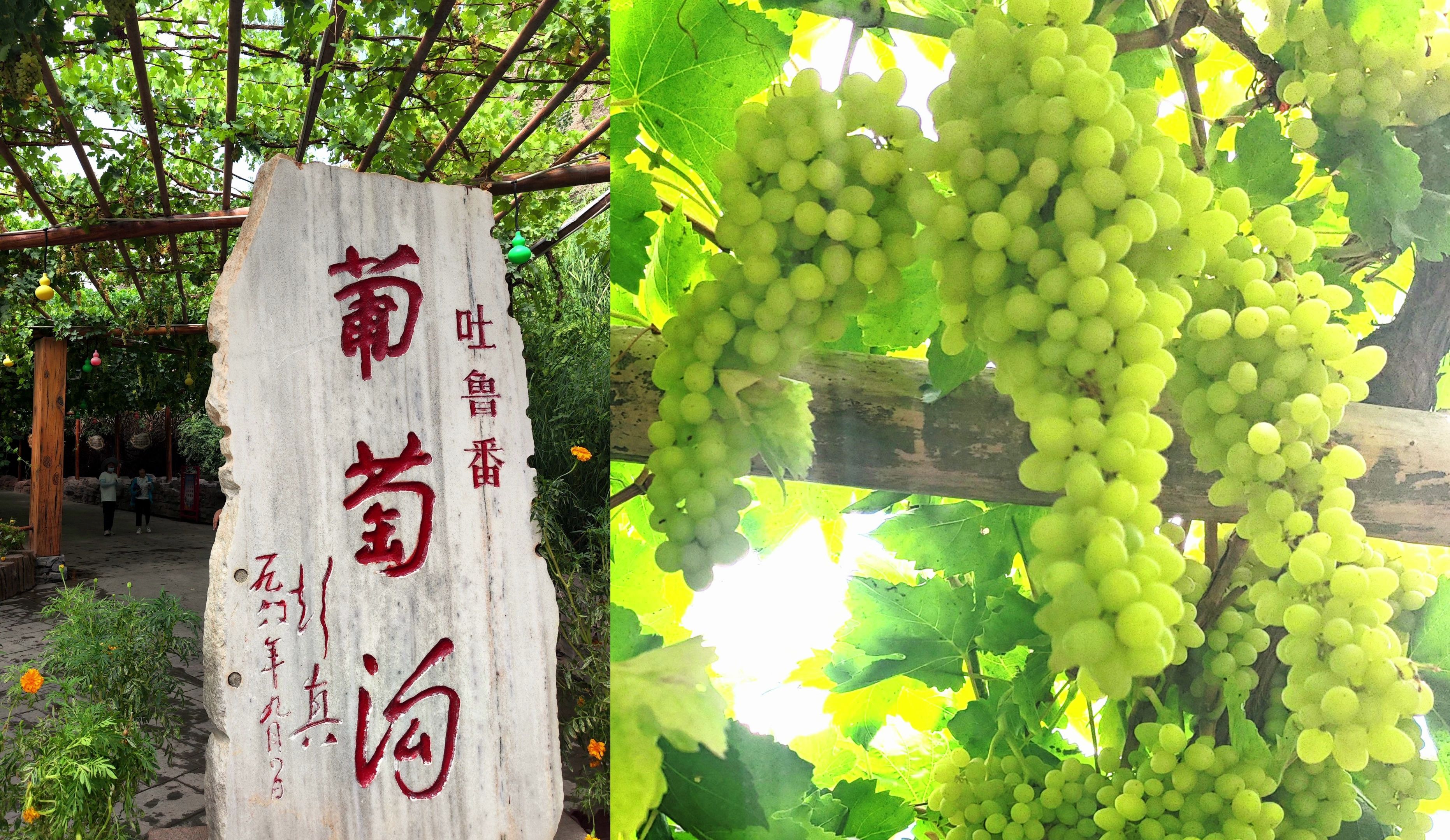 吐鲁番的葡萄熟了,冒着高温酷暑去吃最甜的葡萄