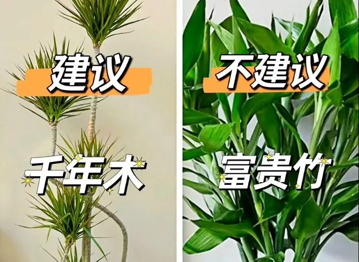 拿花盆栽种荸荠也叫马蹄果，既可以观赏又可以吃，一举两得_哔哩哔哩_