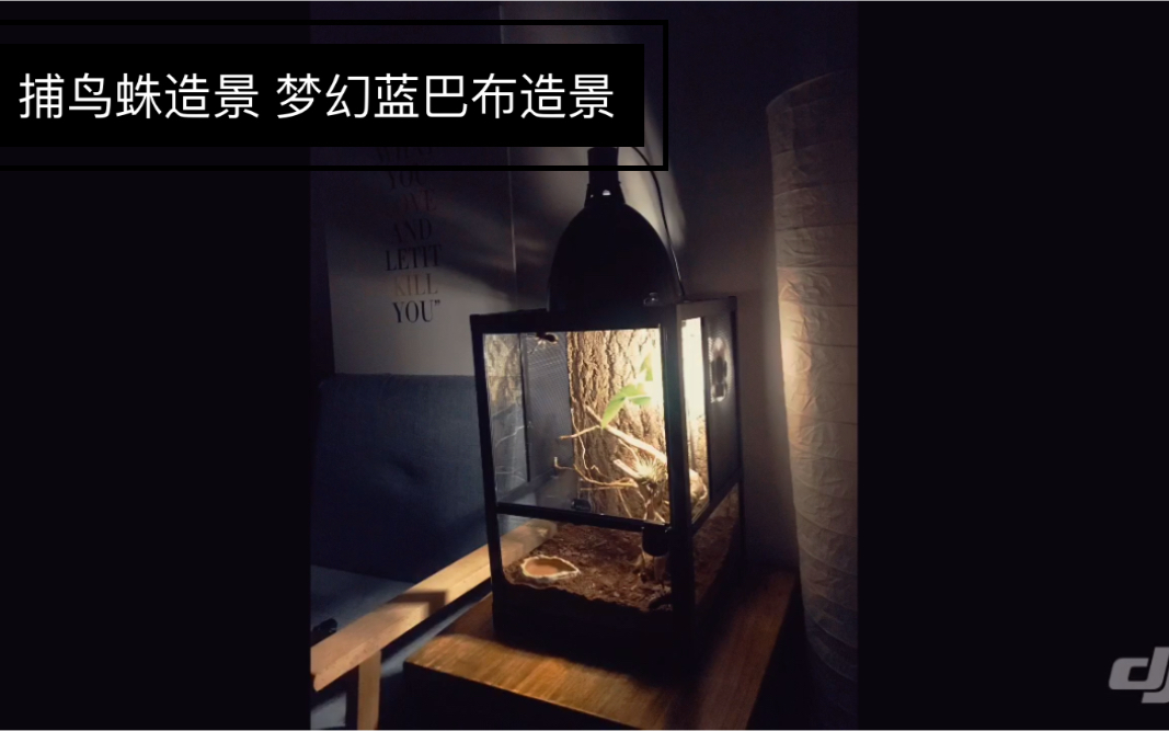 造景捕鸟蛛造景梦幻蓝巴布造景微景观雨林缸