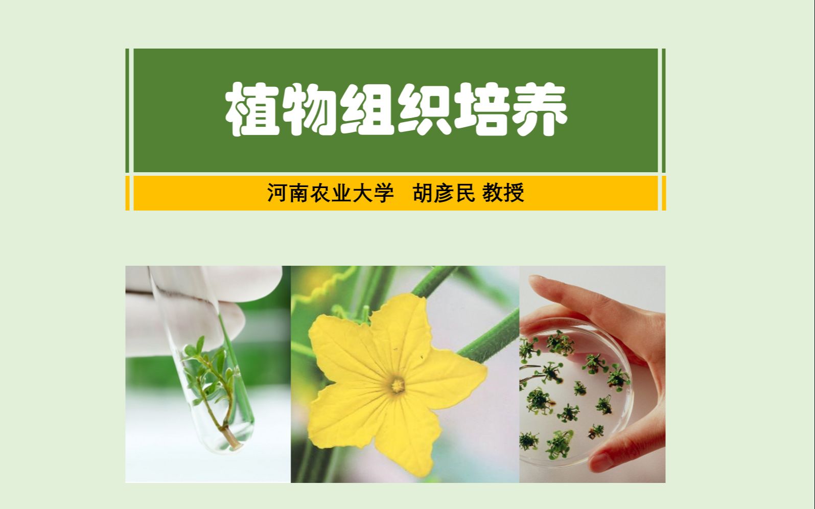 [图]植物组织培养 第十一章：第一节 体细胞无性系变异的概念与筛选（胡彦民教授 主讲）