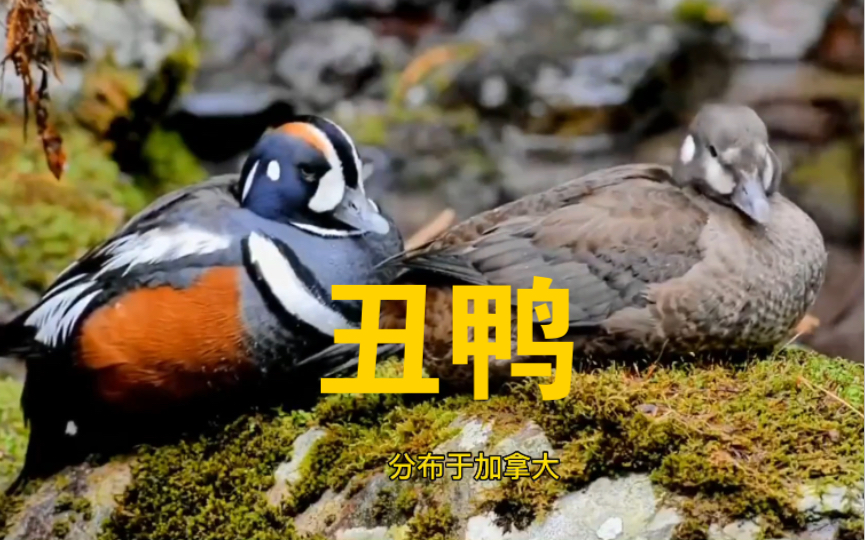 丑鸭 Harlequin duck (Histrionicus Histrionicus)哔哩哔哩bilibili