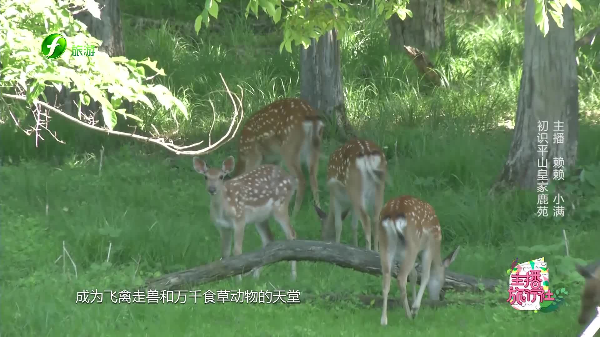 [图]《主播旅行社》畅爽龙江之不去奈良，只去平山皇家鹿苑