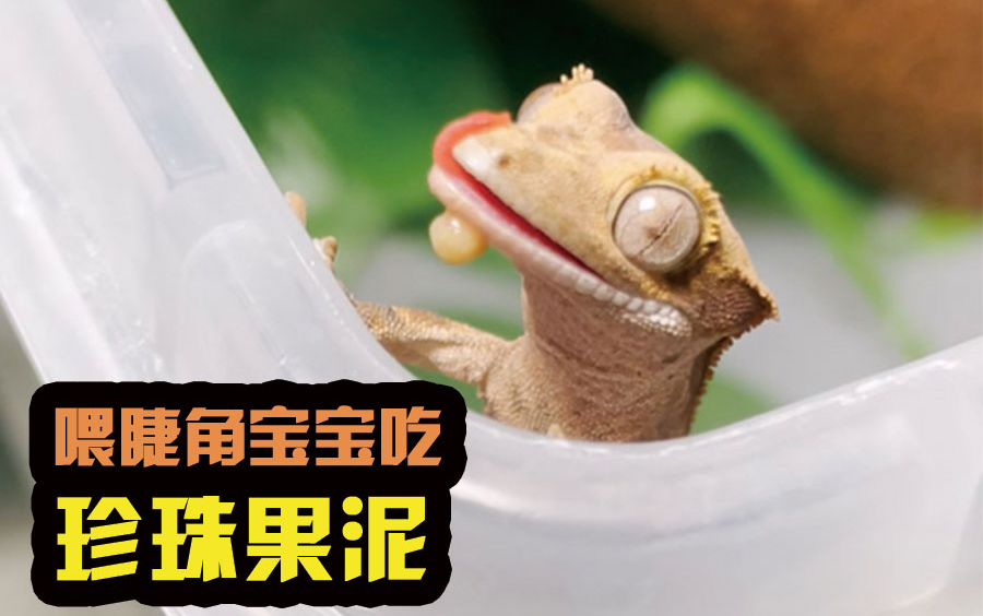 喂睫角守宫宝宝吃珍珠果泥